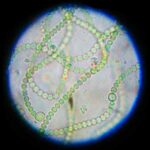 Embriología 9 cianobacterias