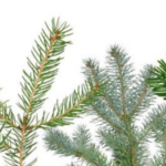 Tipos de Árboles de Navidad