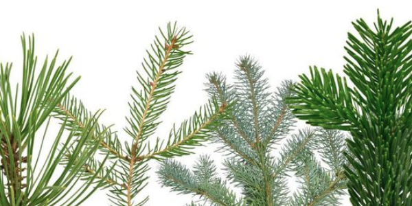 Tipos de Árboles de Navidad